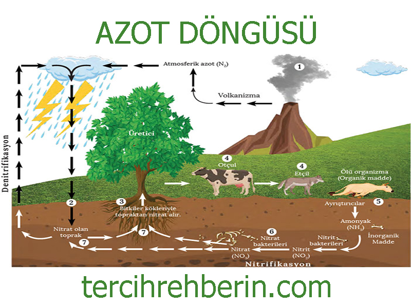 azot döngüsü