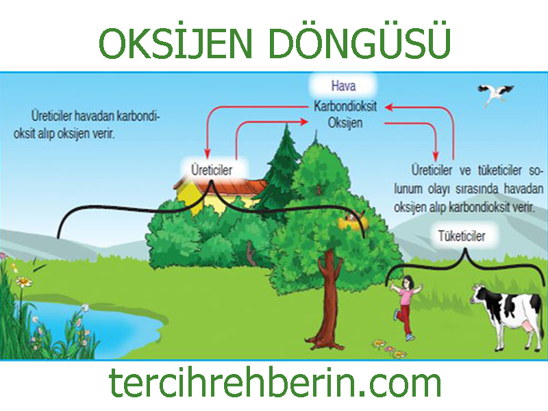 oksijen döngüsü